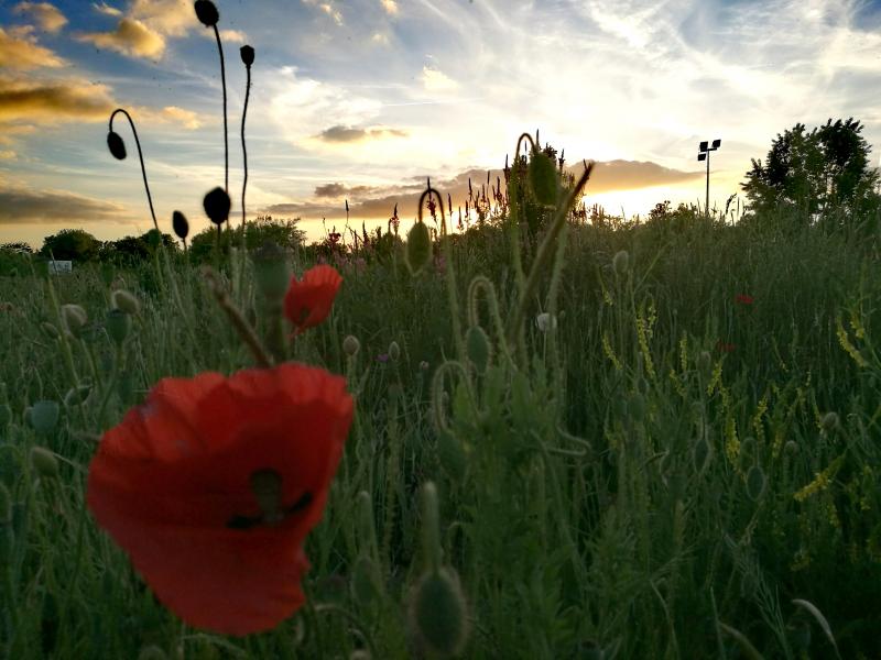 Le rose sous le coucher du soleil