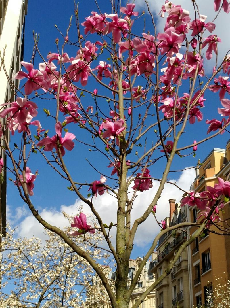 fleurs