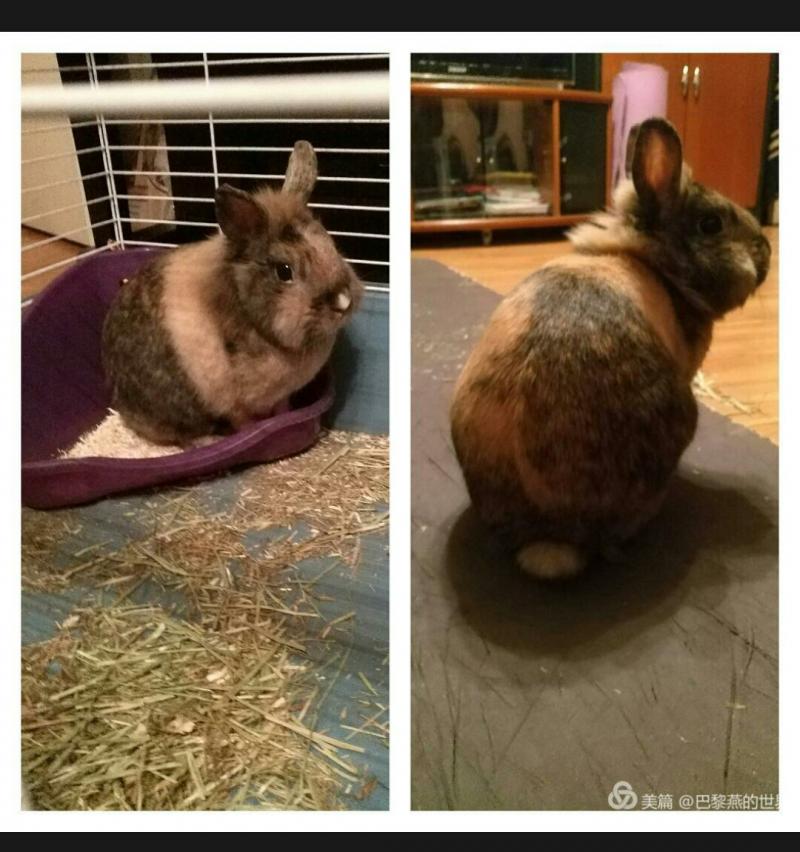 lapin
